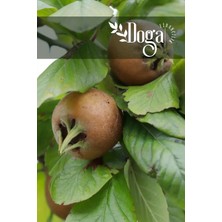 Doğa Fidancılık Tüplü Muşmula ( Döngel ) Fidanı 3 Yaş