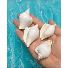 Cekar Store Gerçek Deniz Kabuğu - Album Somnium - Deliksiz - (4 Adet) KB-128