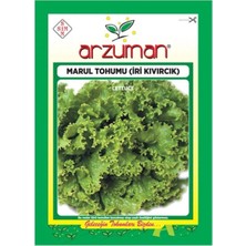 Arzuman Lezzetli Iri Kıvırcık Marul Tohumu-10 Gram
