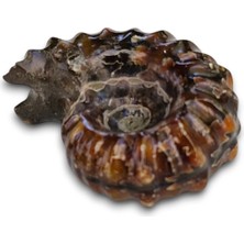 Pozitif Doğal Taş Tırtıklı Amonit Fosili Douvilleiceras Ammonite - 674-2
