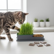 Lady Fify Kedi Için Hidroponik Doğal Kedi Çimi Kabı + 5 Paket Tohum