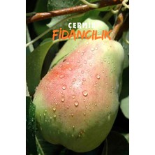 Çermik Fidancılık 10 Adet Bodur Aşılı Santa Maria Armut Fidanı 3 Yaş