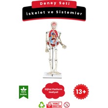 Iskelet ve Sistemler – Kendin Yap Dıy Deney Bilim Seti
