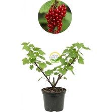 2 Yaş Kırmızı Frenk Üzümü Fidanı (5 Adet)