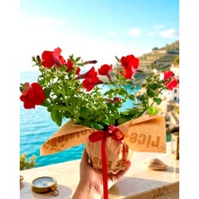 Ceka Botanik Saksıda Canlı Petunya Çiçeği - Özel Ambalajlı Hediyelik Bitki - Petunia Grandiflora