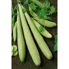 Royaleks Acur Tohumu 10 gr