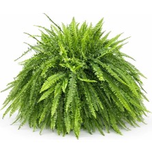 Gardenkoala Fujer – Aşk Merdiveni – Nephrolepis exaltata – 21 cm Askılı Saksı