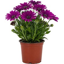 Gardenkoala Bodrum Papatyası – Osteospermum Fruticosum