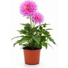 Gardenkoala Yıldız Çiçeği – Dahlia