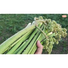 Canlar Işkın Uçkun Işgın Yayla Muzu Yaban Muzu Ribes 3 kg Günlük Toplama