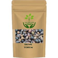 Tan Organik Defne (Laurus Nobilis) Tohumu 40 gr
