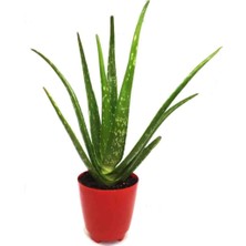 Aydoğdu Aloevera Bitkisi