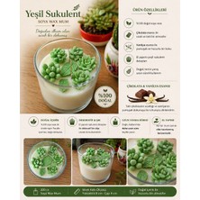 Elasu Soya Wax Mum – Çikolata & Vanilya Esanslı Yeşil Sukulent Dekoratif Mum (El Yapımı Cam Bardak)