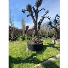 Airgrows Plastik Saksı 50 LİTRE - 2 Lİ SET