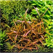 Die Grup Hygrophila Lancea Araguaia Saksı Canlı Bitki