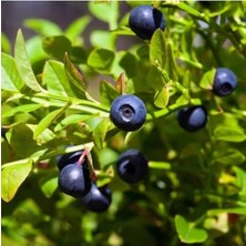 Die Grup Tüplü Doğal Likapa (Bilberry) Fidanı, Sağlıklı Bitki Yetiştiriciliği Için