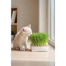 Die Grup 1 Adet Doğal Kedi Çimi ile Sağlıklı Beslenme