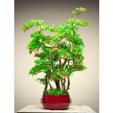Lüks Dekoratif Yapay Bonsai Ağacı – Kırmızı Seramik Vazolu Bahar Esintisi