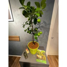 Pearl Shop Sepetim Yeşil Dekoratif Saksılı Limon Fidanı