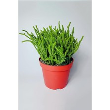 Pearl Shop Çami Büyük Boy Crassula Muscosa 12 cm Saksıda