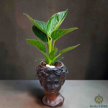 Helen Beton Saksıda Ithal Philodendron Birkin|bitkitürk Özel Tasarım