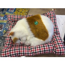 Met Miyavlayan Kedi