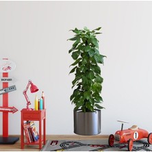 Kaia Life Saksılı Bitki Tasarımlı Yapışkanlı Sticker Resim 90*30 cm MC-665