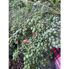 Ases Büyük Saksıda (45 Lt) Yoğun Meyveli 7 Yaş Darrow Çeşit Bluberry (Yaban Merisini) Boy 100-130 cm