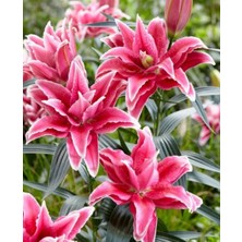 Floramut 4 Adet  Lilyum Zambak Çiçeği Soğanı Kokulu Pembe Çilli