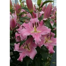 Floramut 4 Adet  Lilyum Zambak Çiçeği Soğanı Kokulu Pudra