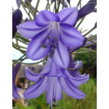 Floramut 2 Adet  Lilyum Zambak Çiçeği Soğanı Kokulu Nadir Mavi