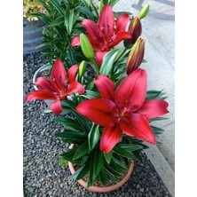 Floramut 1 Adet  Lilyum Zambak Çiçeği Soğanı Kokulu Bordo