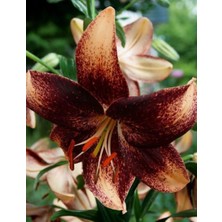 Floramut 2 Adet  Lilyum Zambak Çiçeği Soğanı Kokulu Özel Soft