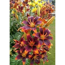 Floramut 3 Adet  Lilyum Zambak Çiçeği Soğanı Kokulu Çift Renk