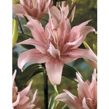 Floramut 1 Adet  Lilyum Zambak Çiçeği Soğanı Kokulu KOD101