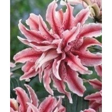 Floramut 5 Adet  Lilyum Zambak Çiçeği Soğanı Kokulu Ebruli Pembe