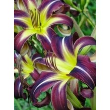 Floramut 1 Adet  Lilyum Zambak Çiçeği Soğanı Kokulu Mürdüm Sarı