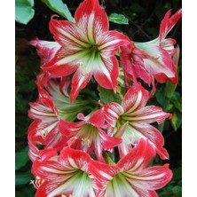 Floramut 5 Adet  Lilyum Zambak Çiçeği Soğanı Kokulu Kırmızı Beyaz
