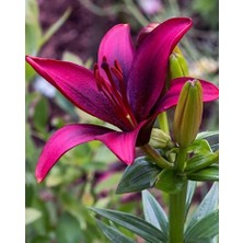 Floramut 2 Adet  Lilyum Zambak Çiçeği Soğanı Kokulu King Purple