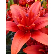 Floramut 3 Adet  Lilyum Zambak Çiçeği Soğanı Kokulu Kırmızı