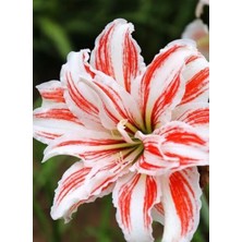 Floramut 2 Adet  Lilyum Zambak Çiçeği Soğanı Kokulu Turuncu Şerit