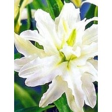 Floramut 1 Adet  Lilyum Zambak Çiçeği Soğanı Kokulu Beyaz