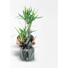 Çiçeek 2'li Yucca Bitkisi