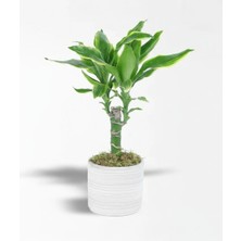 Çiçeek Dracena