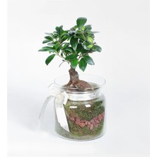 Çiçeek Cam Saksıda Bonsai Tasarım Çiçek
