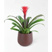 Çiçeek Guzmania Red