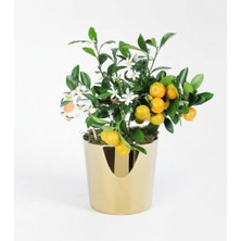 Çiçeek Bakır Cam Vazoda Mini Mandalina Ağacı