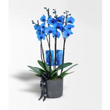 Çiçeek Siyah Beton Saksıda 4 Dallı Magic Blue Mavi Orkide