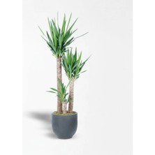 Çiçeek Kumlu Beton Saksıda 3'lü Yucca