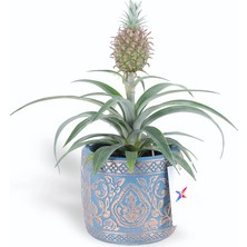 Çiçeek Ananas Amigo Fruit